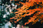 5 Tips to Ease into Fall